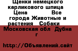 Щенки немецкого карликового шпица › Цена ­ 20 000 - Все города Животные и растения » Собаки   . Московская обл.,Дубна г.